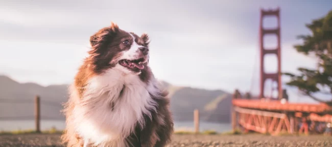 Choosing the Right Australian Shepherd Puppy for Your Lifestyle